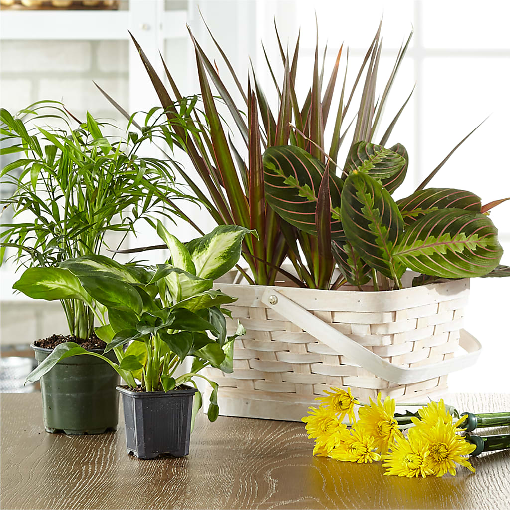 Florist Designed Blooming and Green Plants in a Basket – LILY'S FLORAL DESIGN & GIFTS, Aberdeen SD