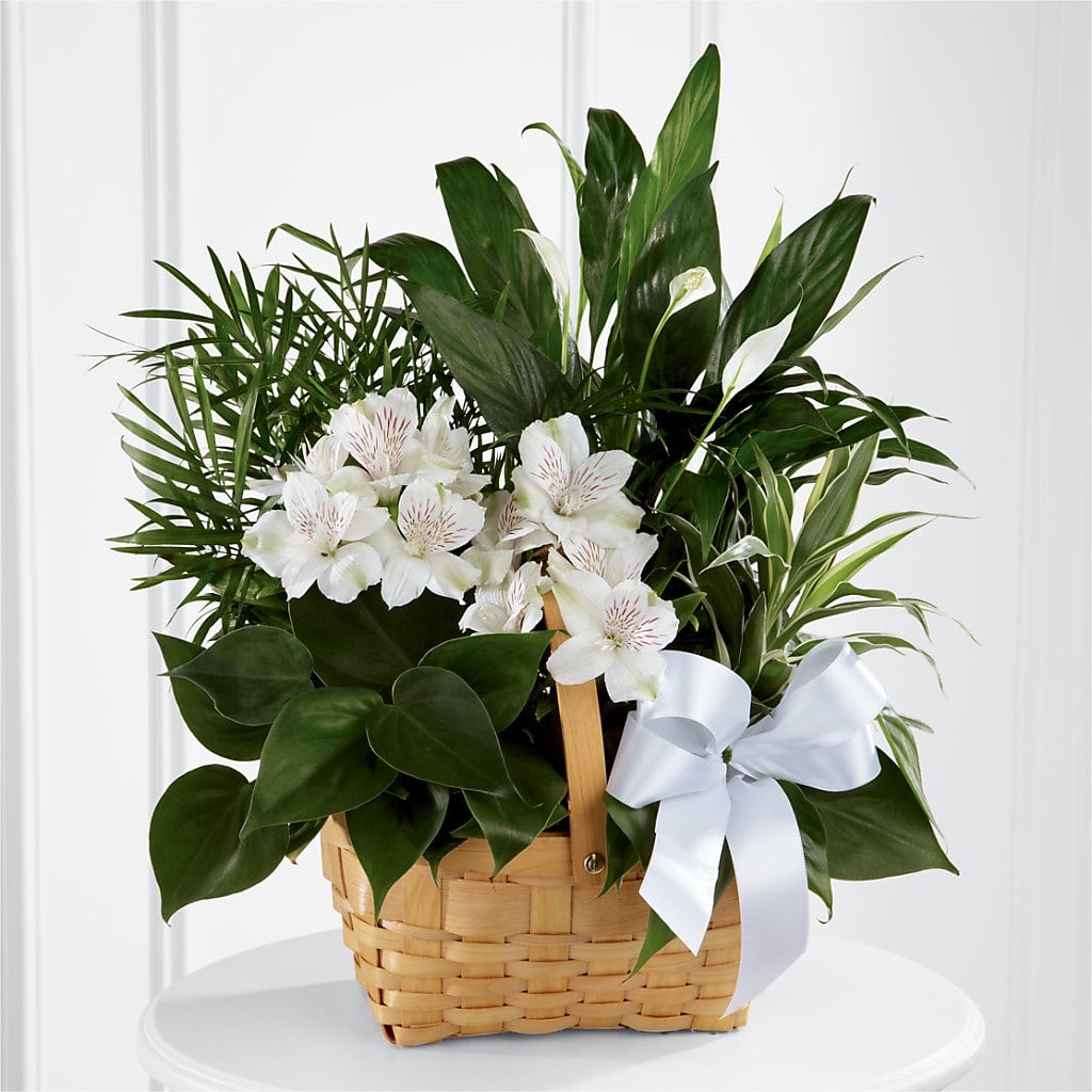 Peace & Serenity Dishgarden – LILY'S FLORAL DESIGN & GIFTS, Aberdeen SD