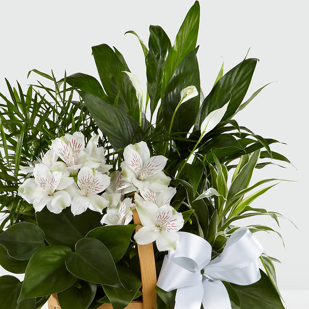 Peace & Serenity Dishgarden – LILY'S FLORAL DESIGN & GIFTS, Aberdeen SD