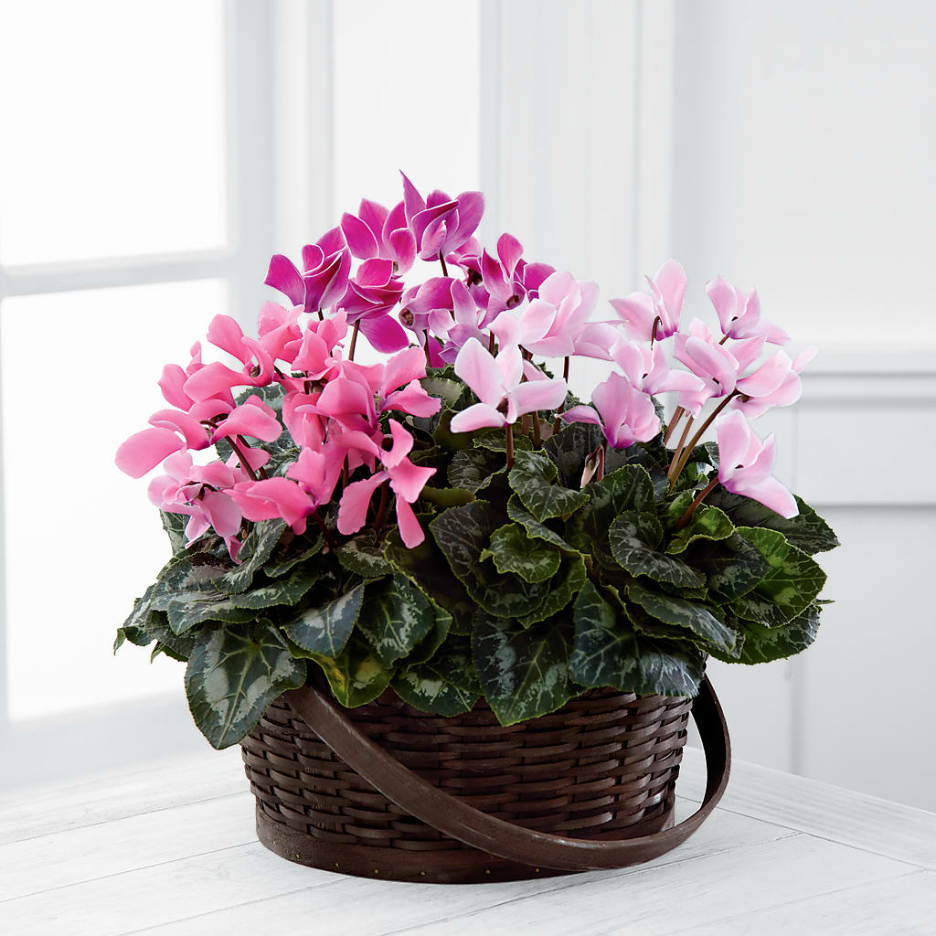 Mixed Cyclamen Planter – LILY'S FLORAL DESIGN & GIFTS, Aberdeen SD
