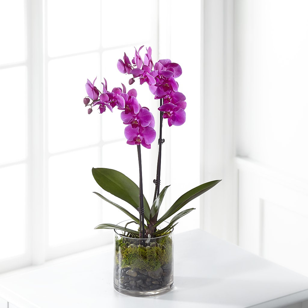 Pink Orchid Plant – LILY'S FLORAL DESIGN & GIFTS, Aberdeen SD