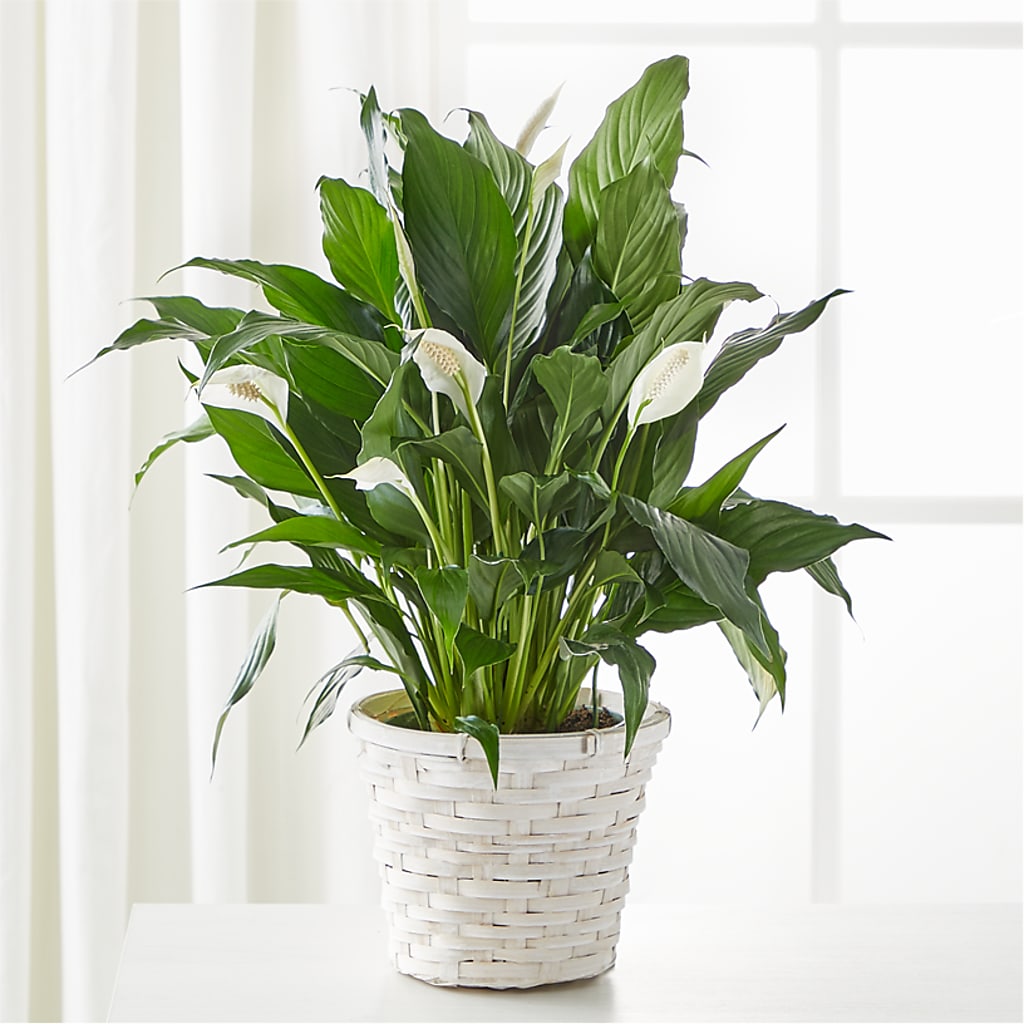A New Leaf Peace Lily – LILY'S FLORAL DESIGN & GIFTS, Aberdeen SD