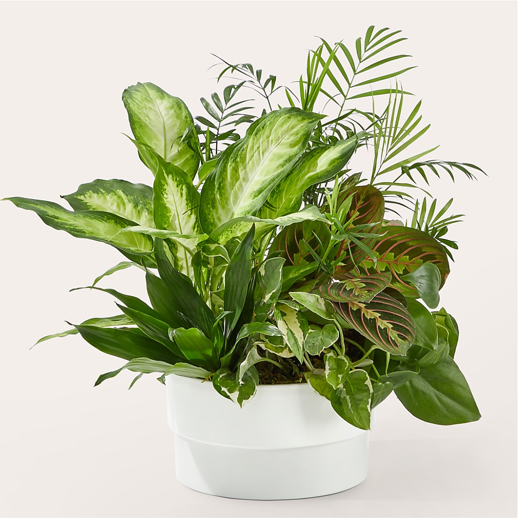 Radiating Positivity Dishgarden – LILY'S FLORAL DESIGN & GIFTS, Aberdeen SD