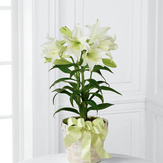 Easter Lily Plant – LILY'S FLORAL DESIGN & GIFTS, Aberdeen SD