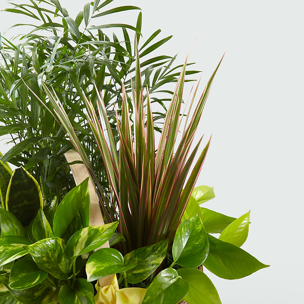 French Garden – LILY'S FLORAL DESIGN & GIFTS, Aberdeen SD