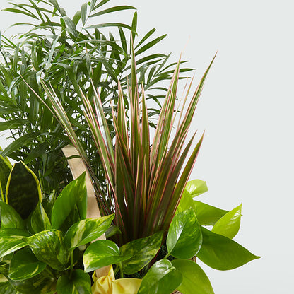 French Garden – LILY'S FLORAL DESIGN & GIFTS, Aberdeen SD