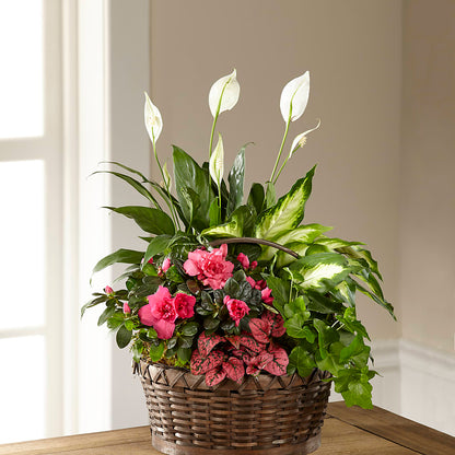 Dream in Pink Dishgarden – LILY'S FLORAL DESIGN & GIFTS, Aberdeen SD