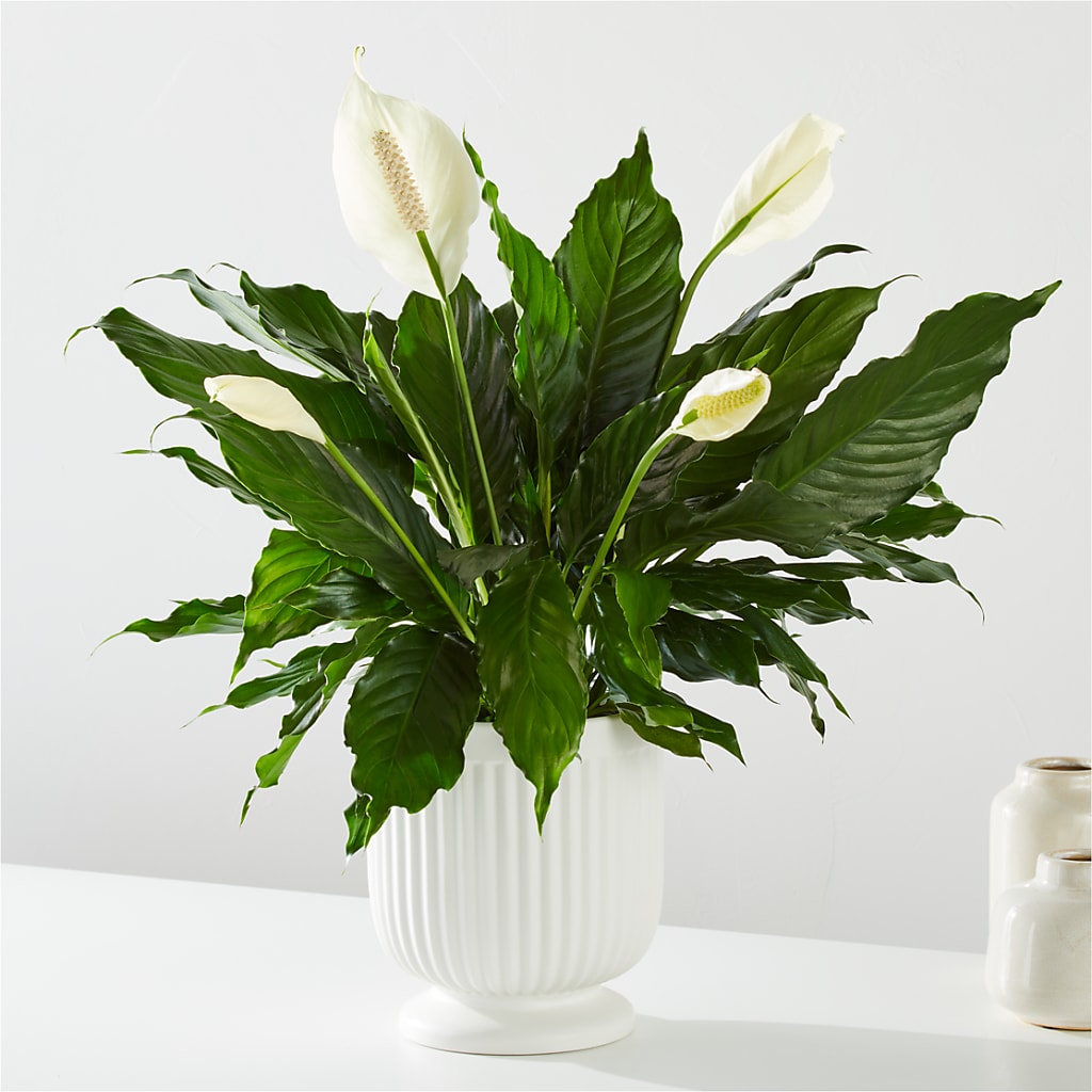 Comfort Planter – LILY'S FLORAL DESIGN & GIFTS, Aberdeen SD
