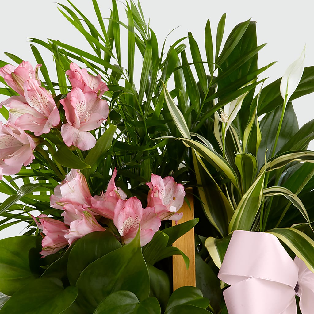 Living Spirit Dishgarden – LILY'S FLORAL DESIGN & GIFTS, Aberdeen SD