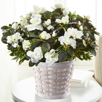 White Azalea Plant – LILY'S FLORAL DESIGN & GIFTS, Aberdeen SD