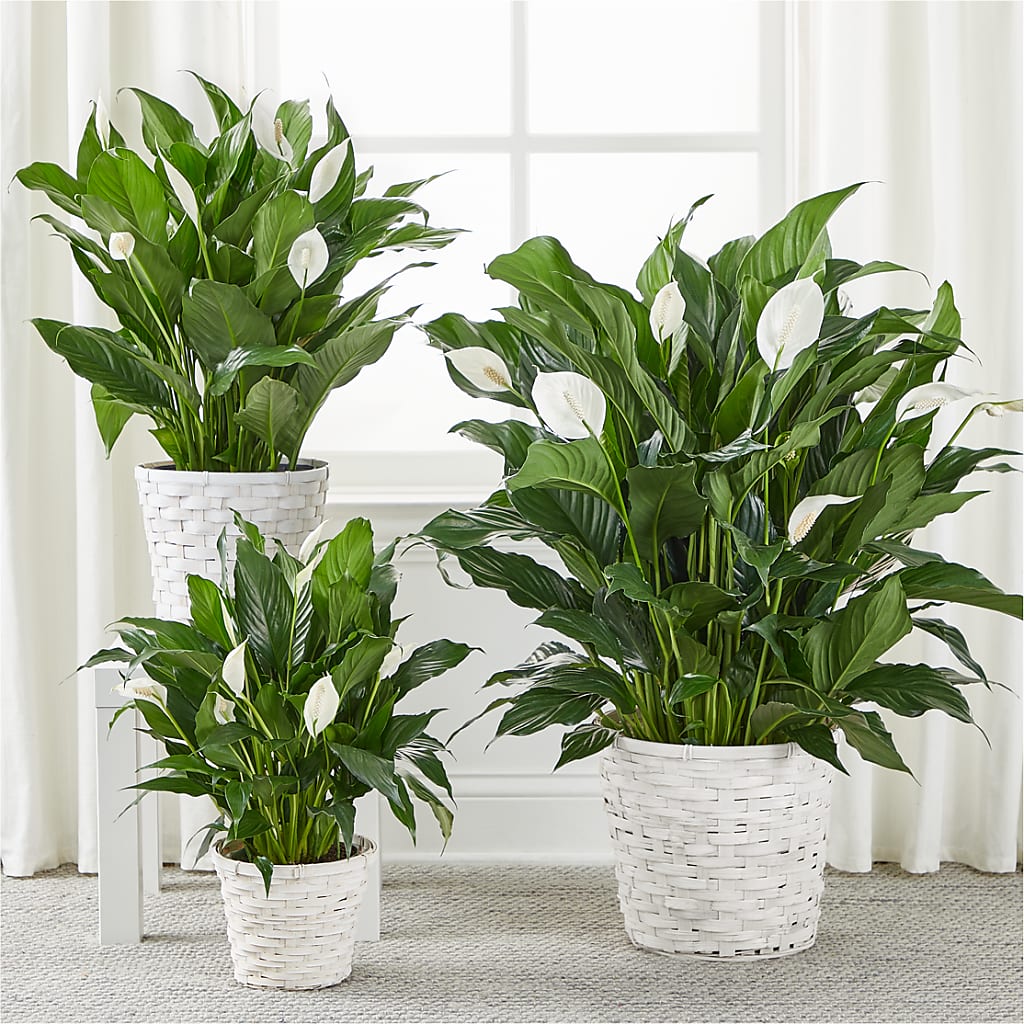 A New Leaf Peace Lily – LILY'S FLORAL DESIGN & GIFTS, Aberdeen SD