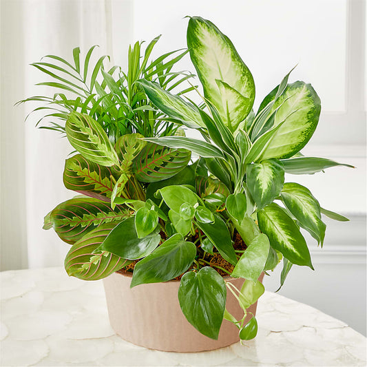 Balance & Harmony Dishgarden – LILY'S FLORAL DESIGN & GIFTS, Aberdeen SD
