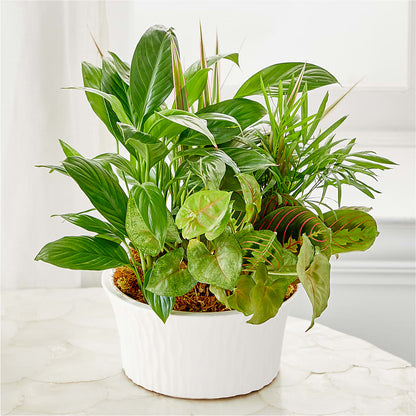 Balance & Harmony Dishgarden – LILY'S FLORAL DESIGN & GIFTS, Aberdeen SD
