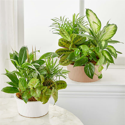 Balance & Harmony Dishgarden – LILY'S FLORAL DESIGN & GIFTS, Aberdeen SD